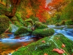 Creek in autumn forest