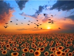 Sunflower field