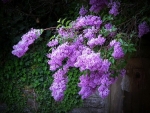 Scented branches