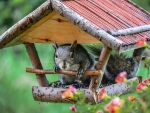 Squirrel Feeder