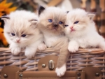 Ragdoll kittens