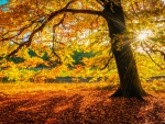 Golden autumn rays