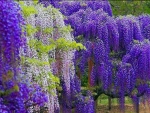 WISTERIA TREE