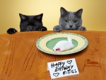 Happy Birthday, Kitties!