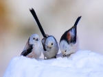 Little snow birds