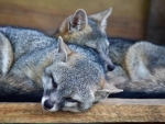 Gray Fox Pair 