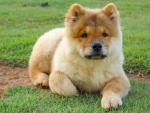 Chow Chow Puppy FC