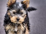 Yorkshire Terrier Puppy 