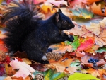 Black Squirrel in Autumn Foliage 