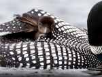 Common Loon Chick