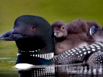 Common Loon Chicks 