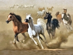 Arabian Horses in the Desert F