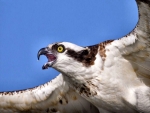 Flying Osprey