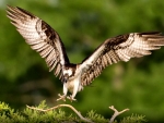 Osprey Landing