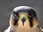 Peregrine Falcon