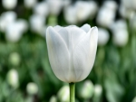 Stark White Tulip