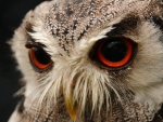 Red-eyed Owl