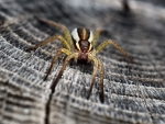 Spider Close-up