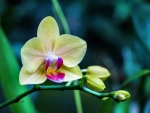 Orchid Flower F