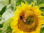 Sunflower and Butterfly 