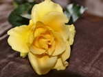 Yellow Rose C