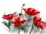 Poppies F1C