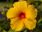 Yellow Hibiscus F