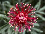 Grevillea Flower F