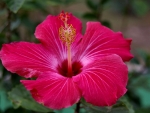 Variegated Hibiscus C