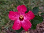 Another Variegated Hibiscus