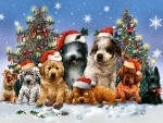 Canine Christmas F2Cmp