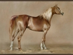 Chestnut Arabian Mare - Horse FC