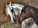 Gray and Bay Horseheads 