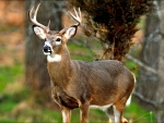 White-tailed Buck F