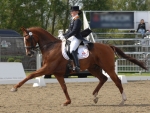 Dressage Performance F