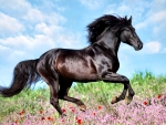 Beautiful Black Horse Galloping 