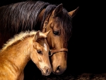 Mare and Foal Horseheads F