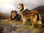 Collies on a Rock F