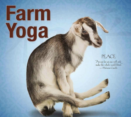 Yoga goat - goat, animal, blue, funny, yoga