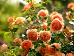 Peach Roses