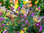 Birds in Spring