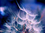 Dandelions In Wind