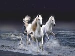 White horses