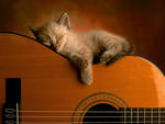 Cute Cat Sleeping On a Guitar