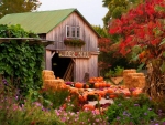 pumpkins and autumn flowers