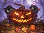 Scaredy Cat