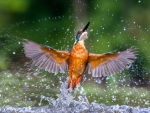 Flight of The Kingfisher