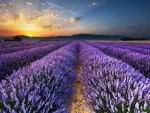 Sunrise on Lavender