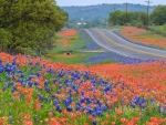 Texas Hill Country Wildflowers