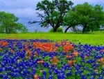 Spring Wildflowers in Texas Hill Country